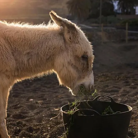Oda ve Kahvaltı Hektor - Farm, Arts & Teguise (Lanzarote)