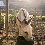 Hektor - Farm, Arts & Frühstückspension 4*