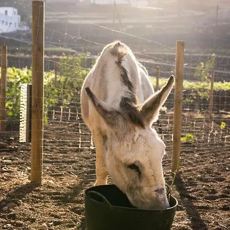 Hektor - Farm, Arts & Bed & Breakfast *