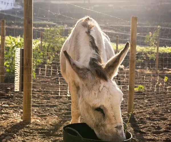 Hektor - Farm, Arts & Oda ve Kahvaltı 4*