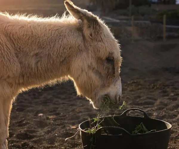 Oda ve Kahvaltı Hektor - Farm, Arts & Teguise (Lanzarote)