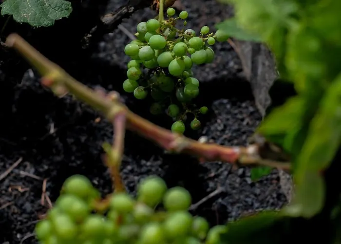 Hektor - Farm, Arts & 4*