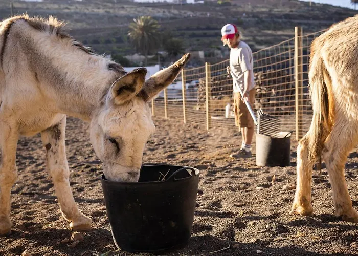 Hektor - Farm, Arts & 住宿加早餐酒店 4*